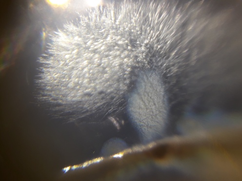 image from the DIY microscope