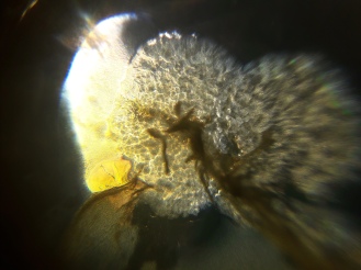 image from the DIY microscope
